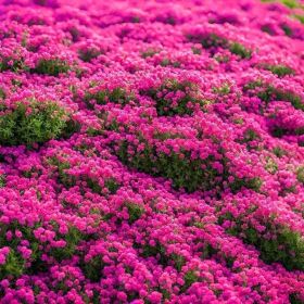 "Bulk Lavender Seeds 3000+ - Non-GMO Creeping Perennial Plants for Ground Cover"
